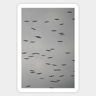 Birds in Flight on a Cloudy Day Sticker